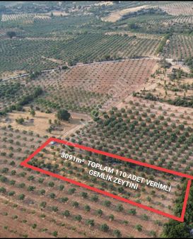 Acil Fiyat Düştü Yatırımlık Satılık Zeytinlik