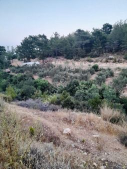 Türe Gayrimenkulden Silifke Çadırlıda Satılık Yol Cepheli Tarla