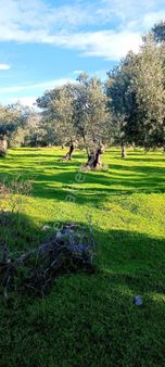 📍 İzmir Bayındır Yusuflu Mahallesi – Şimdi Tam Zamanı!1350 M² Düz, Verimli Zeytinlik Satışta.