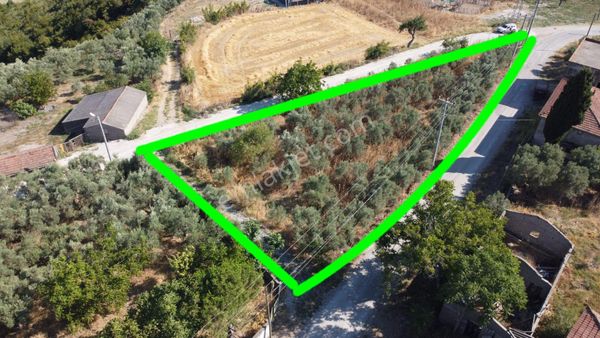 Alp Yapı Emlak´tan Gönen Gebeçınar Mah. Satılık Zeytin Bahçesi