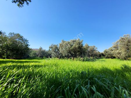 Havran Büyükdere'de Yola Cephe Sulu Tarıma Elverişli Zeytinlik