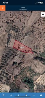 Acil Satılık Tarla