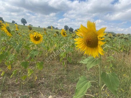 Eskişehir Satılık Müstakil Tarla