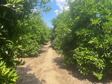 Ӿ Aydın Kuyucak Beşeylül Sineklerde Satılık Portakal Bahçesi