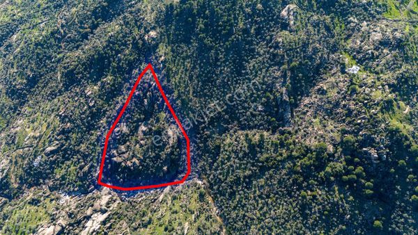 Milas İkiztaşta 7318 M2 Verimli Zeytinlik