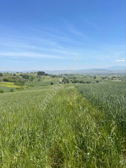 C21 Loca’dan Bigadiç Esenli Satılık Tarla