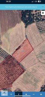 Tarla Niteliğinde Yüksek Kazanç Potansiyelli Zeytinlik!