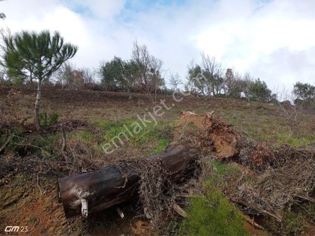 Oruçlar Mahallesi Köyiçi Mevkiinde Satılık Zeytinlik 🌿