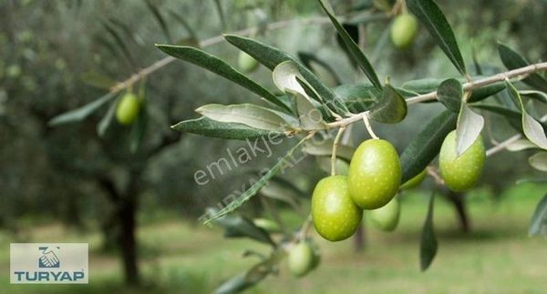 Turyap'tan Bayındır'da Yatırımcıya 2.841 M² Tek Tapu Zeytinlik