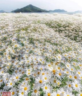 Lüks Daire Getirili İmarlı Kooperatif Hissesi