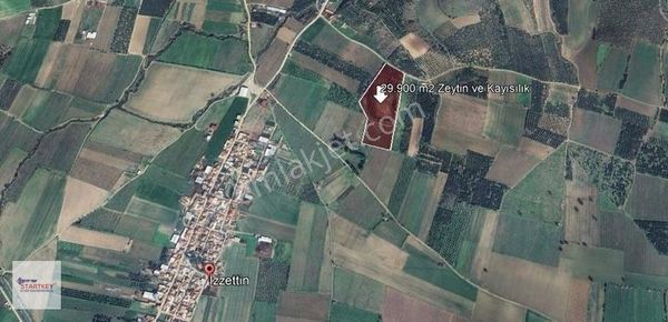 Startkey Stardan Satılık 30 Dönüm Zeytinlik