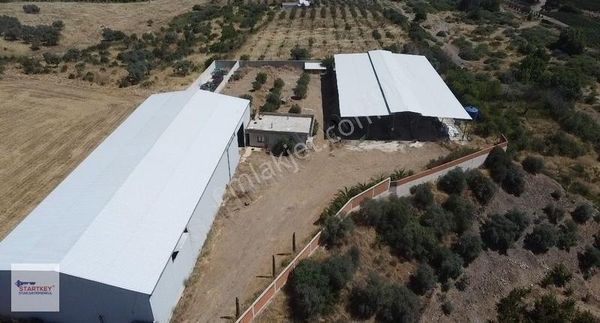 Kemalpaşa Sarıçalıda İçinde Depo Ve Evi Olan Besi Çiftliği