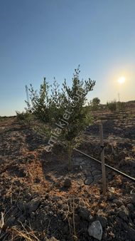 Bergama / Ahmetbeyler Mahallesi Satılık Zeytinlik - 7.720 M²