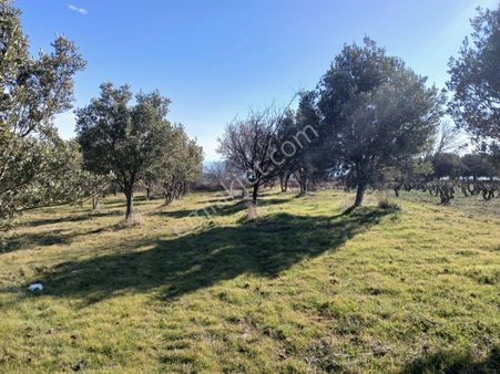 Hoşköy Mah Ulaşımı Kolay Zeytinlik Ve Meyve Bahcesi