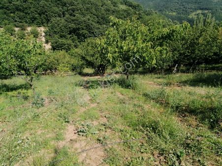 İznik Yörükler Mah. Satılık Erik Bahçesi