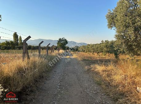 Kemalpaşa Yukarı Kızılcada 5100m² Tek Tapu Satılık Zeytinlik