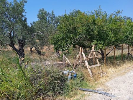 ⚠ Gfa Grup’tan Havran İnönü Mah.de Satılık Zeytinlik⚠