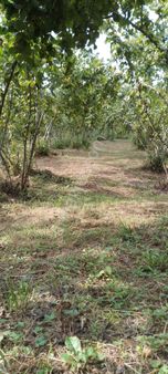 Doğru Karardan Satılık Fındıklık