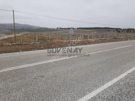 Güvenay – Çorum Cemilbey Yolu Üzeri – Ana Yola Cepheli 570 M² Ceviz Ağaçlı Hazır Bahçe