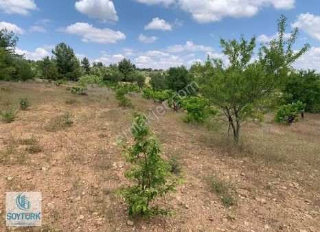 Soytürk'den Akkentte Yerleşime Yakın 3430 M2 Üzüm Bağı