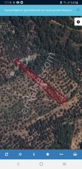 Turyap'tan Burhaniye'de Satılık Tek Tapu Zeytinlik