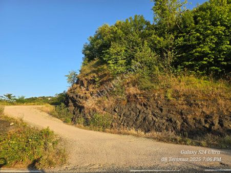 Fatsa Yalıköy Belice Timsah Adasına Yakın Karadeniz Sahil Yolu Üzerinde Satılık Fındık Bahçesi