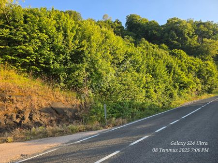 Fatsa Yalıköy Belice Timsah Adasına Yakın Karadeniz Sahil Yolu Üzerinde Satılık Fındık Bahçesi