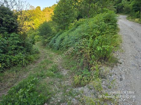 Fatsa Yalıköy Belice Timsah Adasına Yakın Karadeniz Sahil Yolu Üzerinde Satılık Fındık Bahçesi 300m2