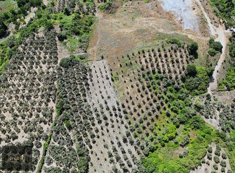 Mudanya Yalı Çiflikte Deniz Manzaralı Zeytinlik