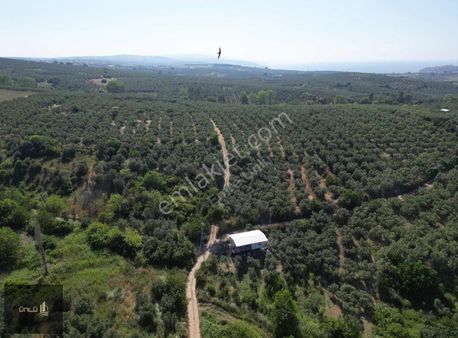 Yalıçiflikte Köye 350 400 Metre Uzaklığında Satılık Zeytinlik