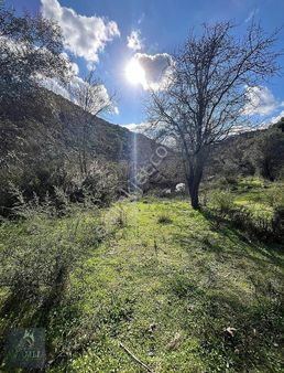 Çamlı Gayrimenkulden Dere Kenarı Satılık Zeytinlik