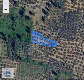 Turyap'tan,bursa Orhangazi,heceler Mah De Satılık Zeytinlik