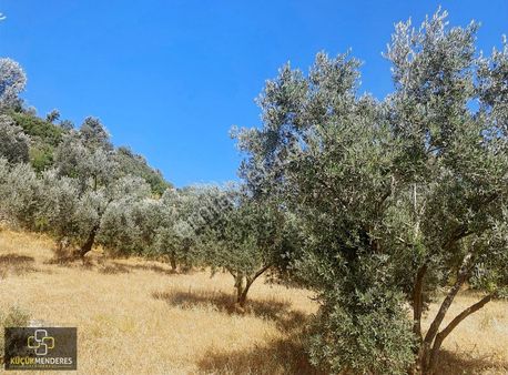 Küçük Menderes'ten Kiraz Çayağzı Mah. Satılık Zeytin Bahçesi