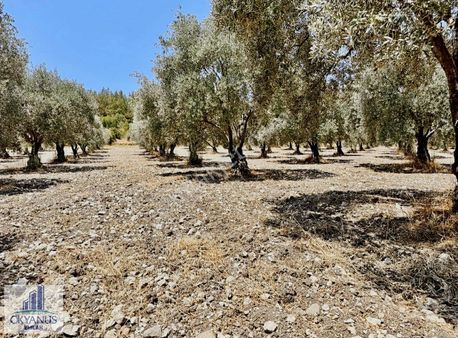 5.000 M2 , Tek Tapu , 100 Ağaç, Yolu Var