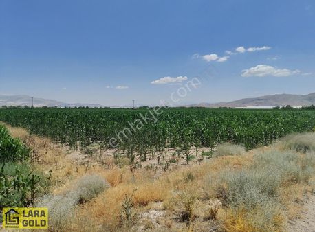 Burdur Tefenni Zafer Mahallesinde Tek Tapu Satılık 5,8 Dönüm Trl