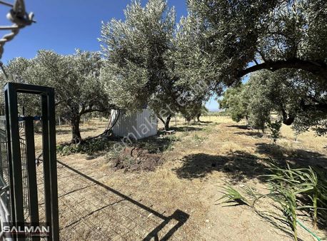 Salman'dan Foça Gerenköy'de Satılık Yolu Hazır Zeytinlik Bahçe