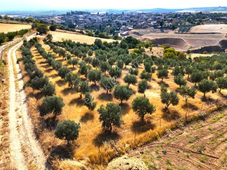 Salihli Akviran'da Satılık 3543 M2 Zeytinlik (video)