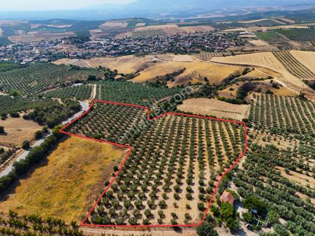 Salihli Akviran'da Satılık 16763 M2 Zeytinlik (video)