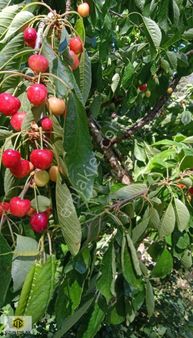 Uzun Emlak'tan Kemalpasa'da Satılık Muhteşem Yatırım