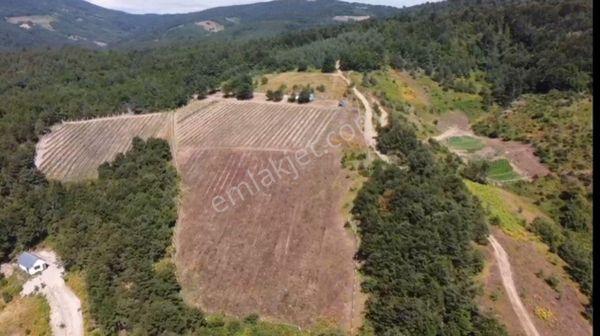 24650 M2 Göl Manzaralı Yatırımlık Yabanmersini Tarlası