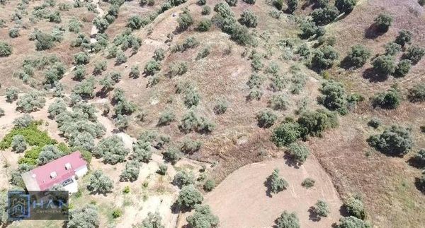 Nazilli Şehir Merkezine Yakın Satılık Zeytin Bahçesi