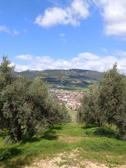 Bilecik Osmaneli Zeytinlik