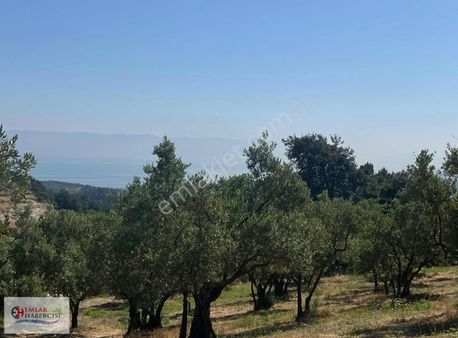 Yörükali'de 5.900 M2 Full Deniz Ve Doğa Manzaralı Arazi