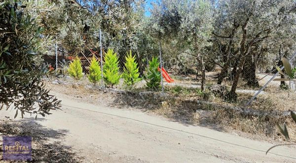 Bursa Mudanya Çepnide Yola Cephe Satılık Zeytinlik