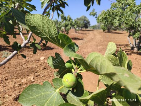 Germecik'te Satılık Zeytin Ve İncir Bahçesi...
