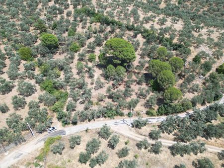 Poyraz Gayrimenkul'den Edremit Dereli'de Satılık 2,200m2 Yolacepheli Zeytinlik