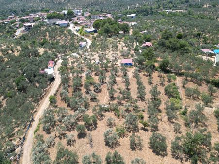 Sabri Pınarbaşı'dan Edremit Dereli'de Köy'ün Yanında Satılık Yatırımlık Zeytinlik