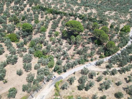 Sabri Pınarbaşı'dan Edremit Dereli'de Satılık Yola Cepheli Yatırımlık Zeytinlik