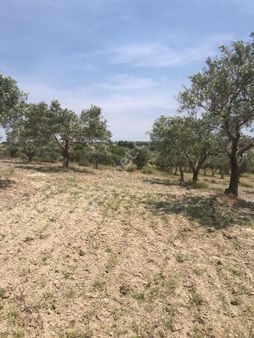 Manisa Saruhanlı Pınarbaşı Mahallesinde 3400m2 Zeytinli Tarla