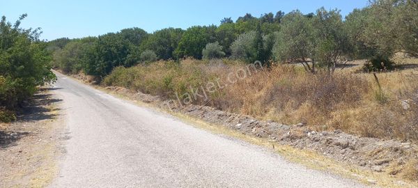 Manisa Kağan Da Satılık Yola Sıfır 1.500 M2 Zeytinlik 900.000 Tl